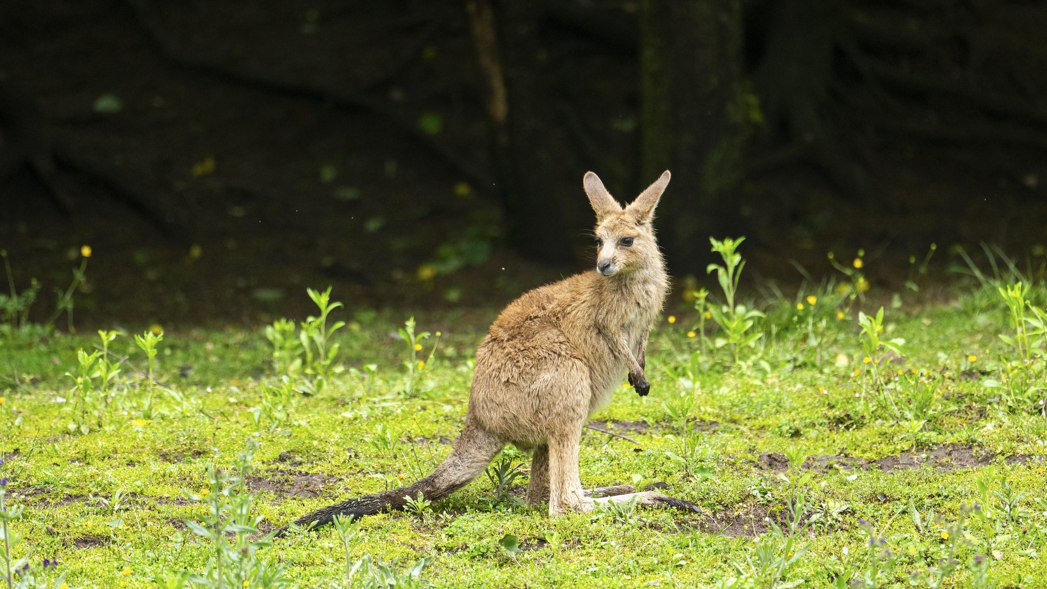 Ein Känguruh verharrt auf einer Wiese vor einem Wald und schaut sich um. | Bild: picture alliance / imageBROKER | David & Micha Sheldon Ein Känguruh verharrt auf einer Wiese vor einem Wald und schaut sich um.