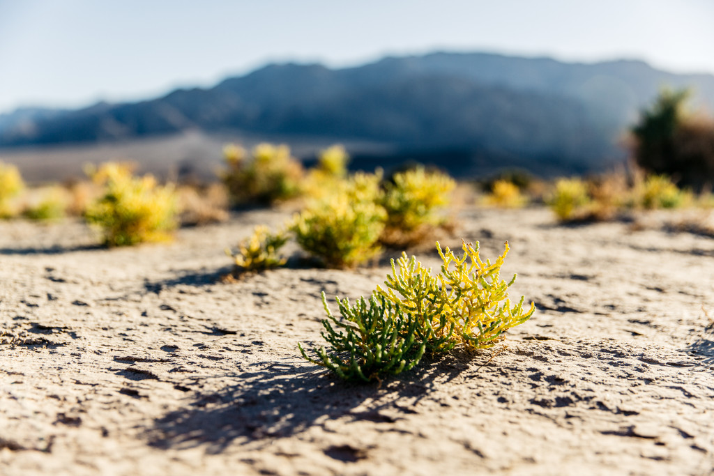 Symbolbild: Dürres Pflänzchen auf einem ausgetrockneten Wüstenboden. 