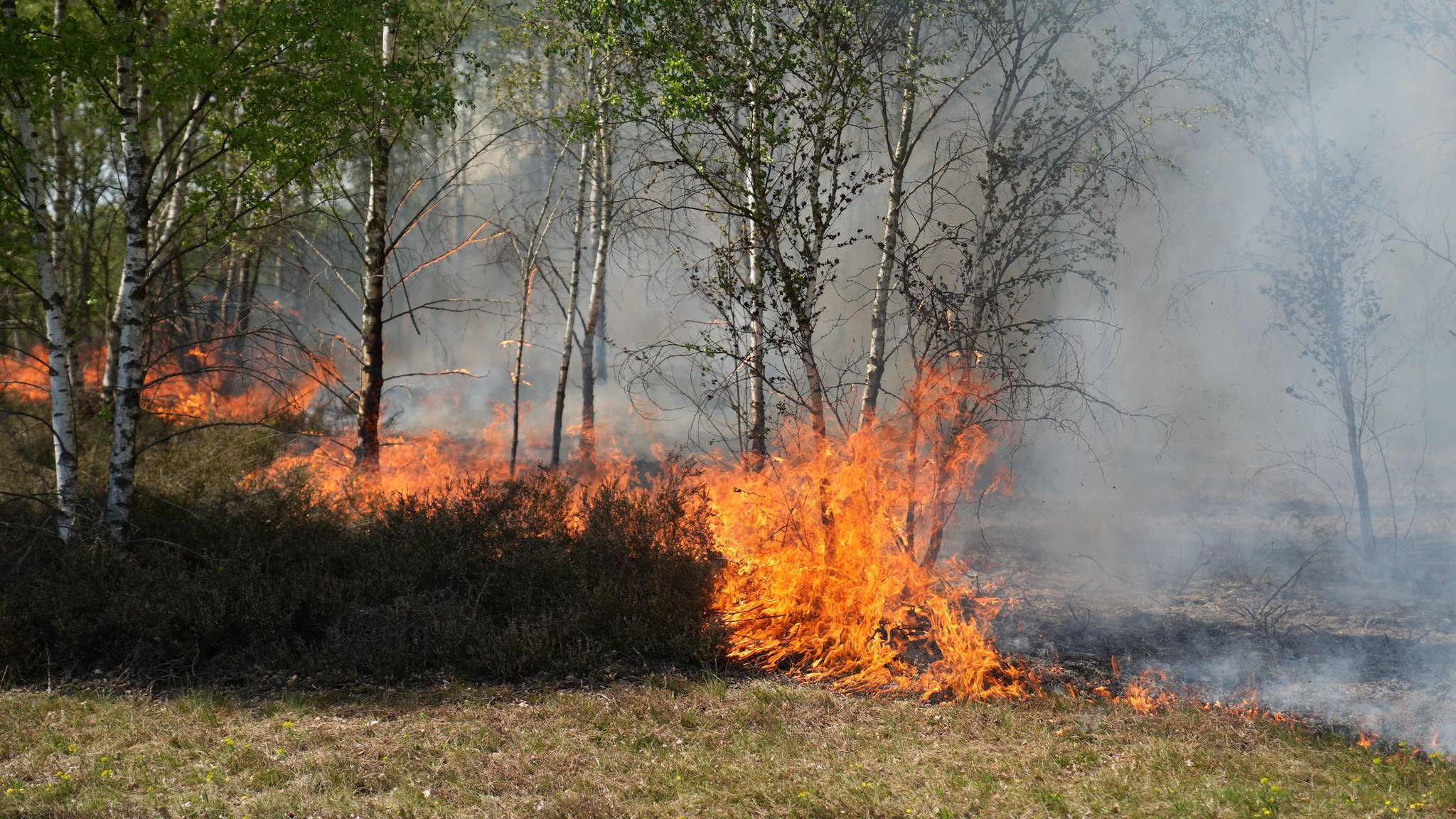 Flammen oder Rauch entdeckt: Was tun bei einem Waldbrand?