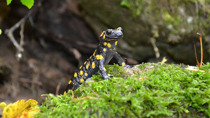 Feuersalamander auf einem bemoosten Fels. | Bild: stock.adobe.com/wolfenheimer Feuersalamander auf einem bemoosten Fels.