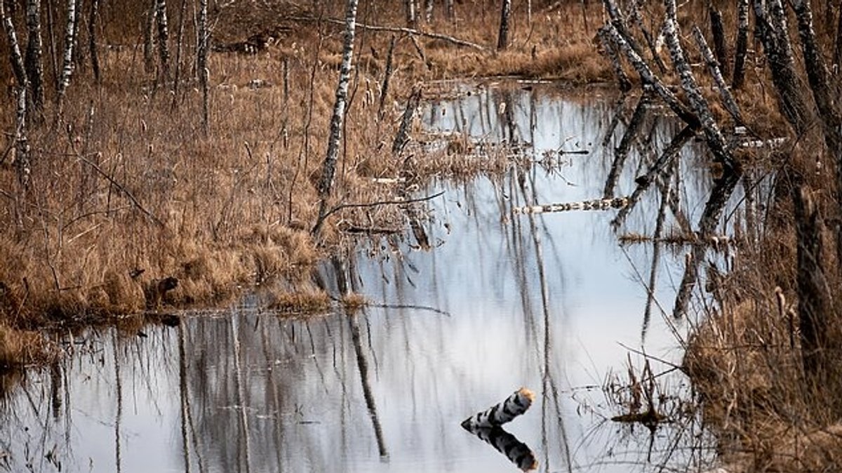 Litauen nutzt seine Grenzsümpfe als Schutz – ökologisch und strategisch zugleich | Bild: D. Umbrasas / LRT Litauen nutzt seine Grenzsümpfe als Schutz – ökologisch und strategisch zugleich