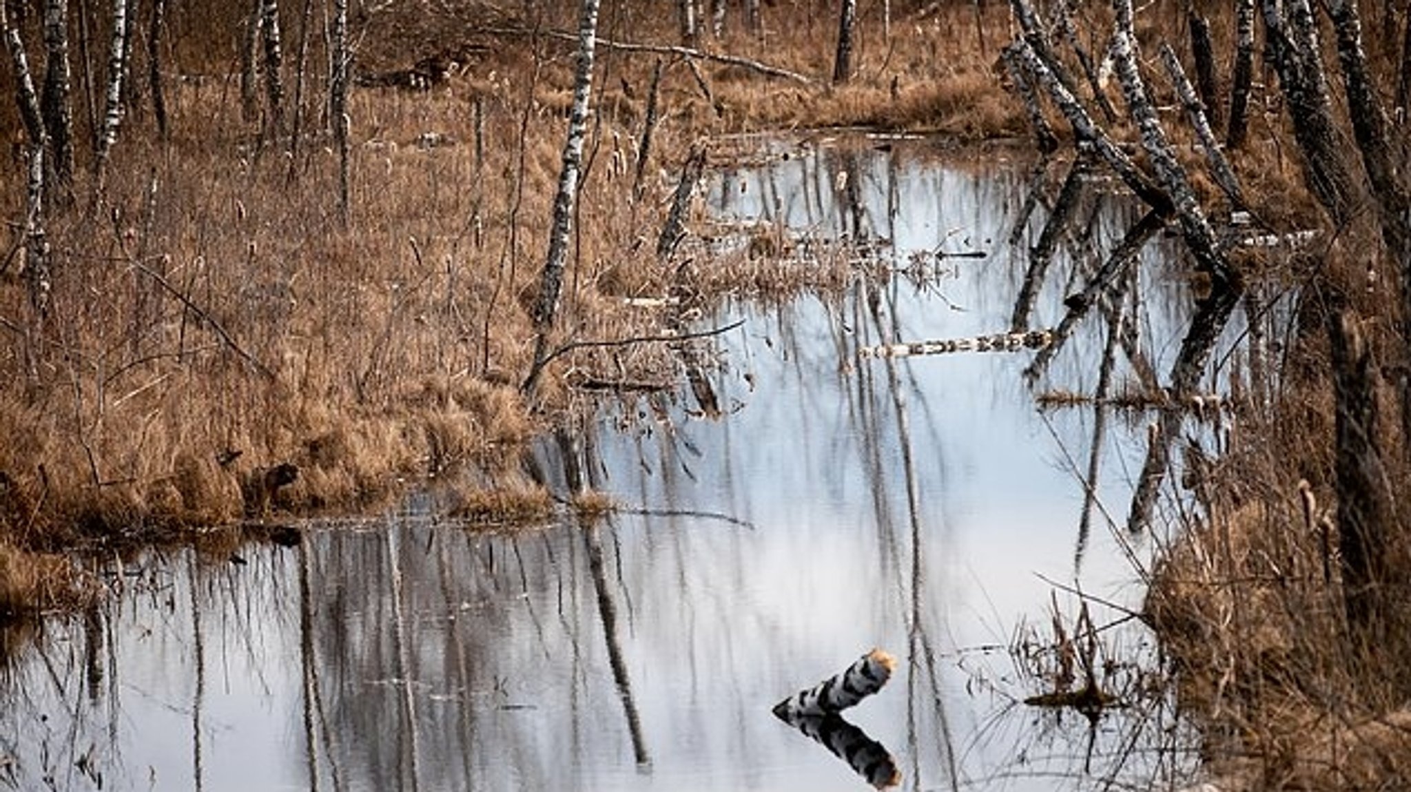 Litauen nutzt seine Grenzsümpfe als Schutz – ökologisch und strategisch zugleich
