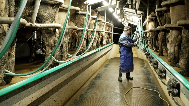 Biobauer Siegfried Villing aus Bad Grönenbach melkt seine Kühe | Bild: BR / German Gross Biobauer Siegfried Villing aus Bad Grönenbach melkt seine Kühe