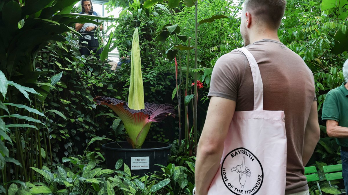 Ein Besucher mit Umhängetasche mit der Aufschrift "Bayreuth - Home of the Titanwurz" schaut sich im Ökologisch-Botanischen Garten der Universität Bayreuth die Blüte des Titanwurz an.
