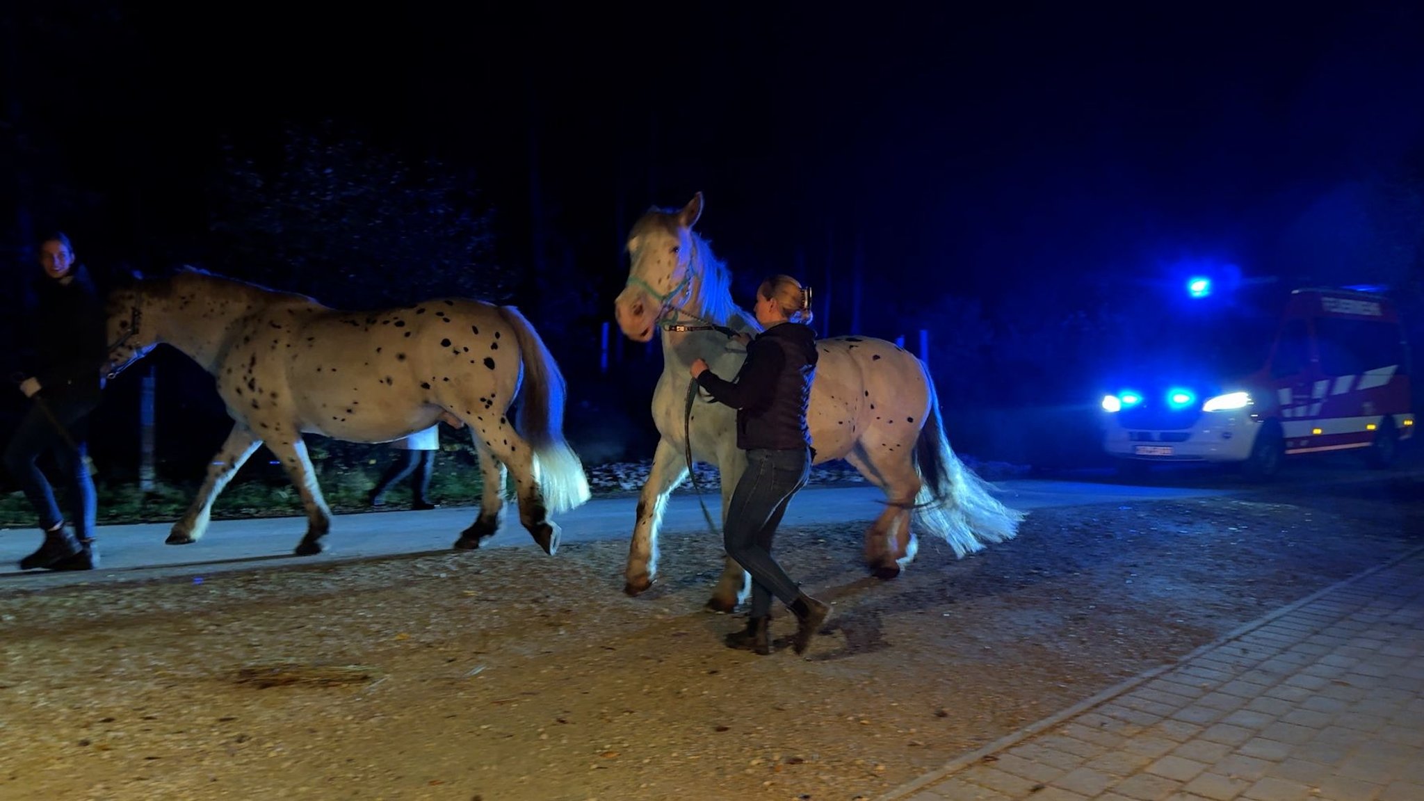 Mitarbeiterinnen der Pferdeklinik Stephansmühle in Hilpoltstein bei einer Feuerwehrübung: Pferde sind bei Blaulicht gestresst.
