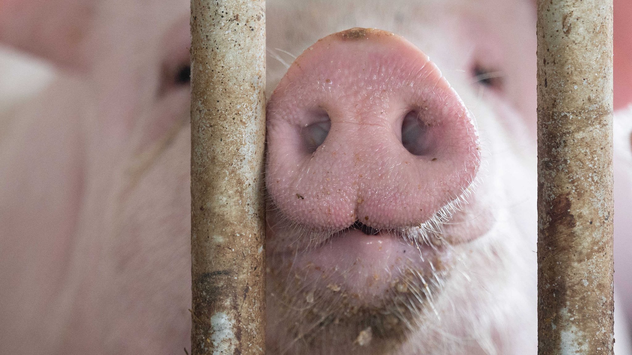 Eine Tierwohl-Abgabe zur Unterstützung der Landwirtinnen und Landwirte in Deutschland rückt näher.