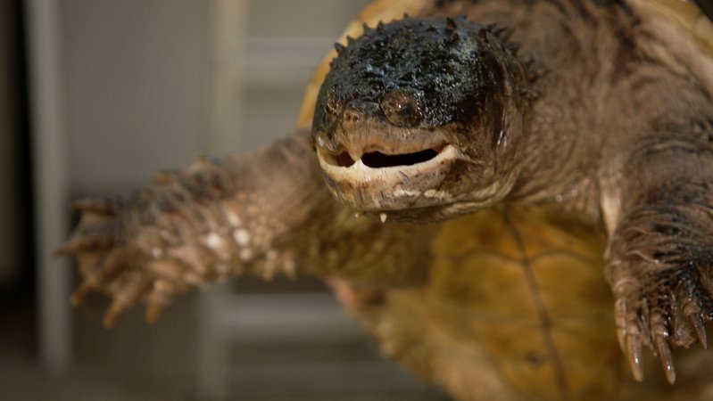 Schnappschildkröte | Bild: BR/ Stephanie Mercier Schnappschildkröte