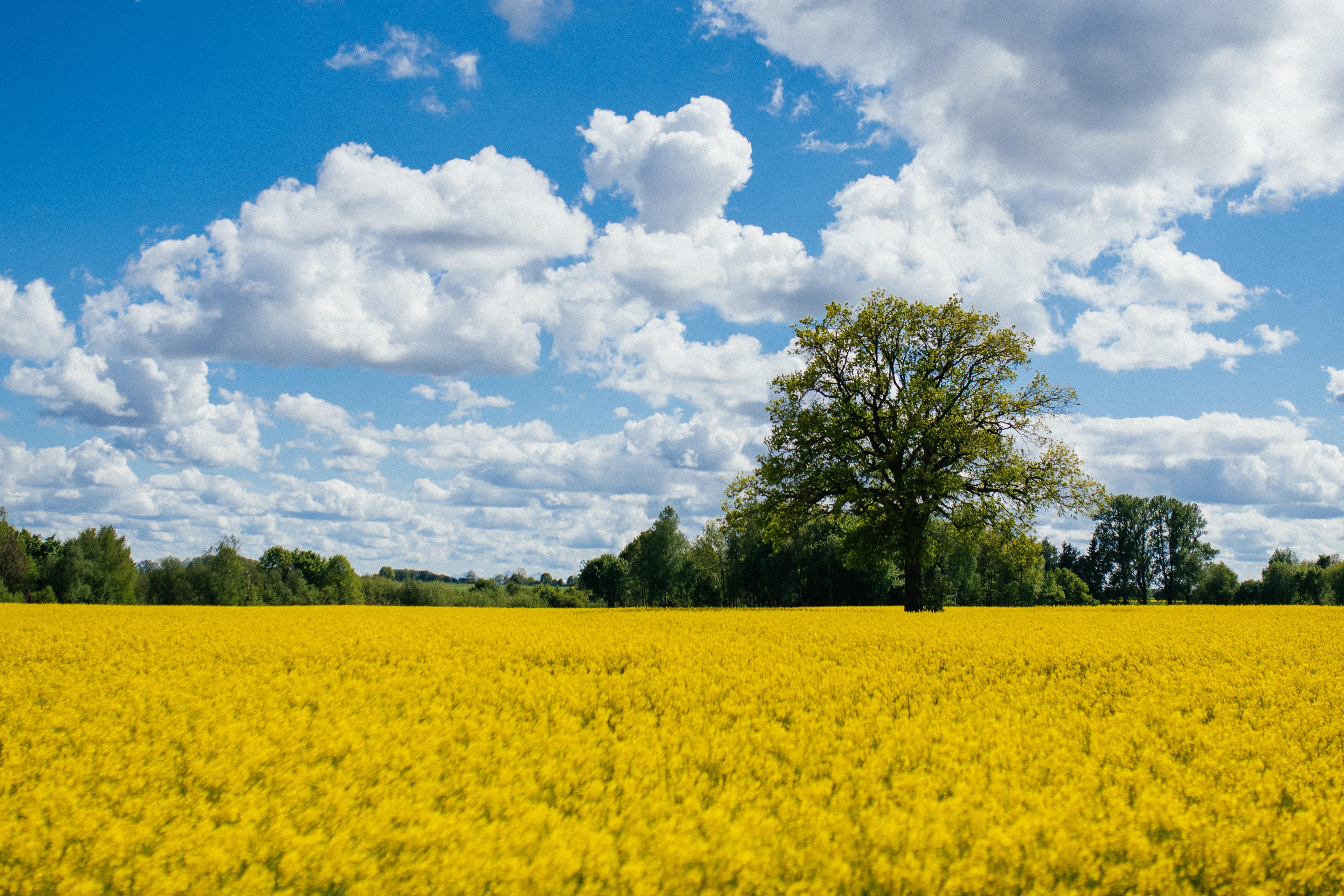 Im Sommer sind Rapsfelder hierzulande allgegenwärtig - und Rapsöl findet sich ganzjährig in vielen Küchen.