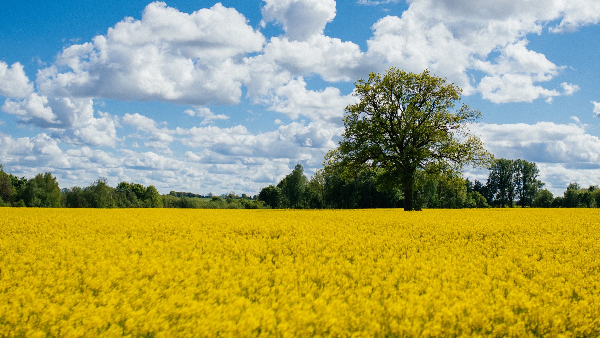 Im Sommer sind Rapsfelder hierzulande allgegenwärtig - und Rapsöl findet sich ganzjährig in vielen Küchen.