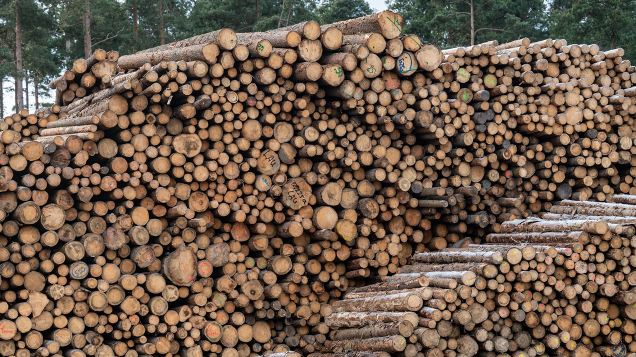 Aiwanger sieht Waldbesitzer durch Heizungspläne benachteiligt