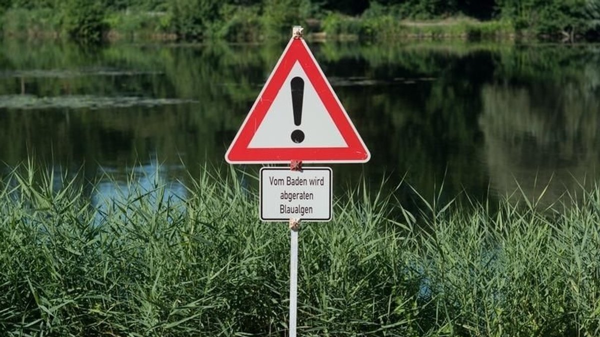 Schild an einem Gewässer warnt vor Blaualgen