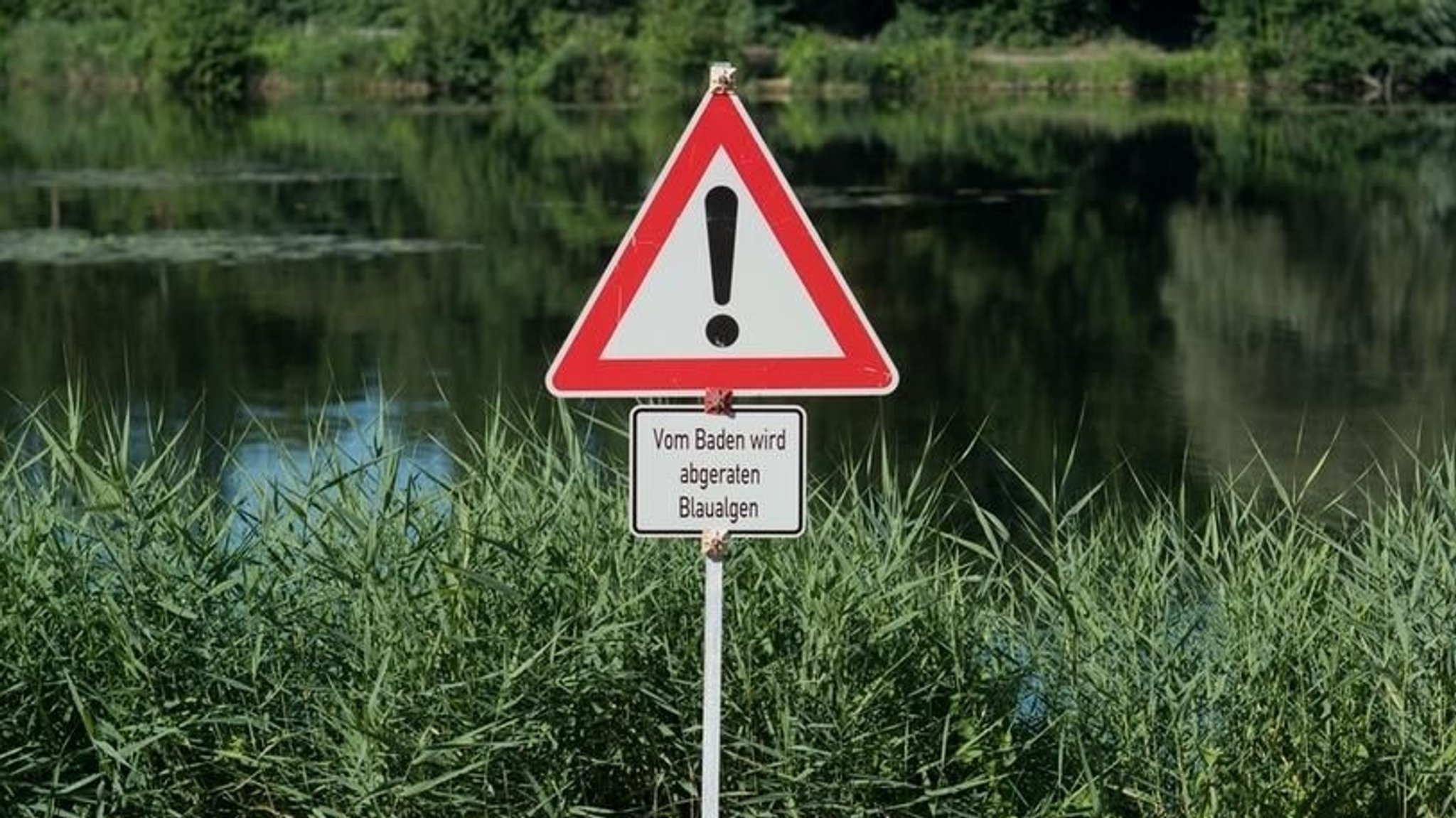 Blaualgen im Badesee: Warum sind Cyanobakterien so gefährlich?