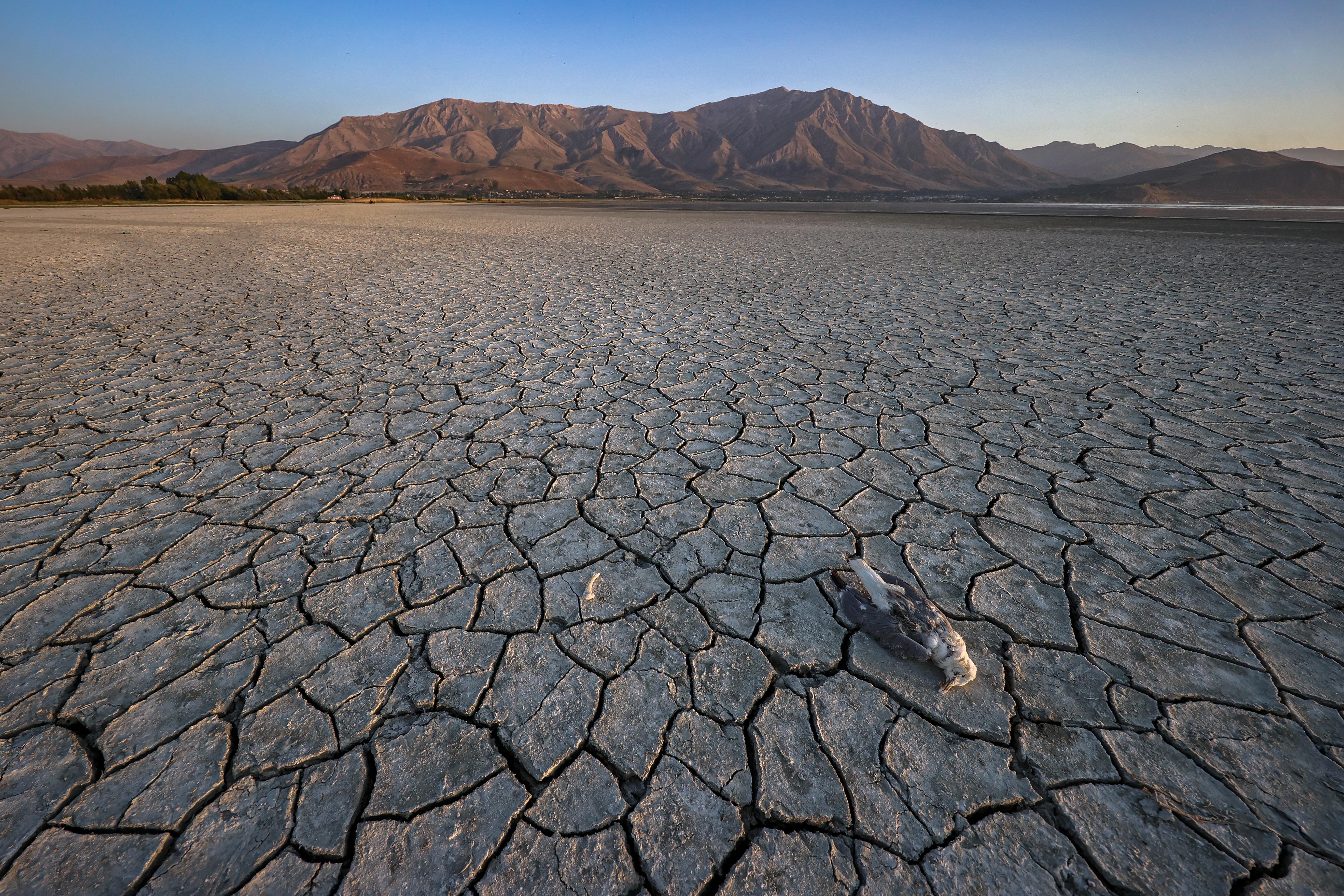 Ein toter Vogel liegt auf den Rissen einer ausgetrockneten Bodenfläche eines Sees; Klimawandel; WWA-Studie