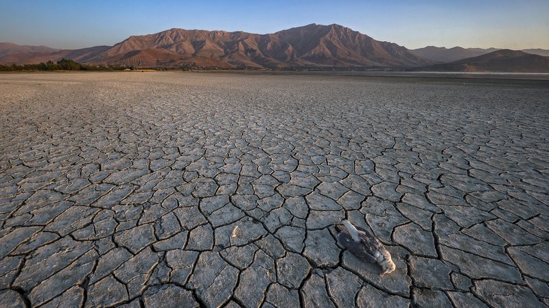 Ein toter Vogel liegt auf den Rissen einer ausgetrockneten Bodenfläche eines Sees; Klimawandel; WWA-Studie