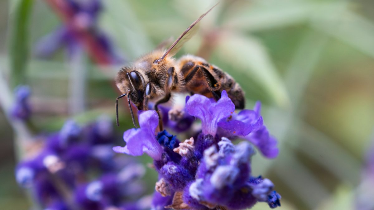 Die Biene: Fleißiger Brummer oder Faulpelz?