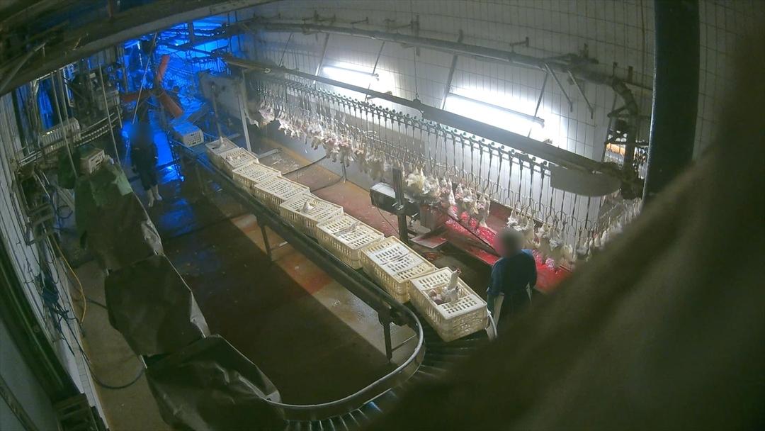 Schlachtbetrieb Buckl von Innen