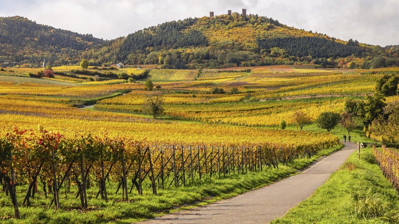 Weinreben im französischen Elsass. Durch Genanalyse sehr alter Traubenkerne konnten Forschende die Geschichte des Weinanbaus neu schreiben. | Bild: picture alliance / imageBROKER | christophe vandercam Weinreben im französischen Elsass. Durch Genanalyse sehr alter Traubenkerne konnten Forschende die Geschichte des Weinanbaus neu schreiben.