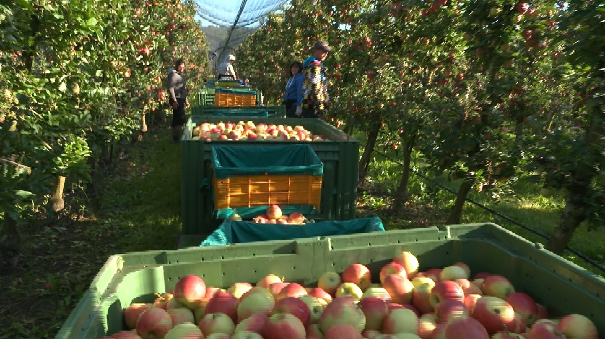 Apfelernte in einer Obstplantage am Bodensee.