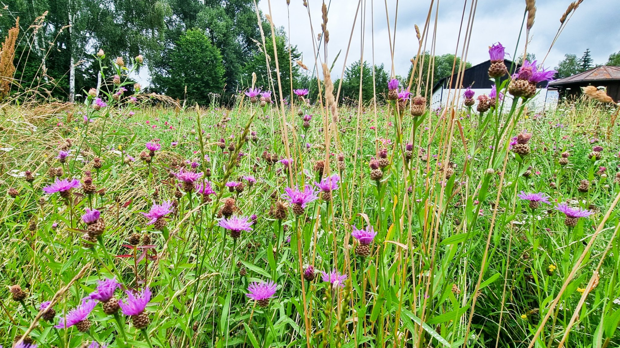 Artenreiche Wiese am Mühleneck in Neumarkt-Sankt Veit