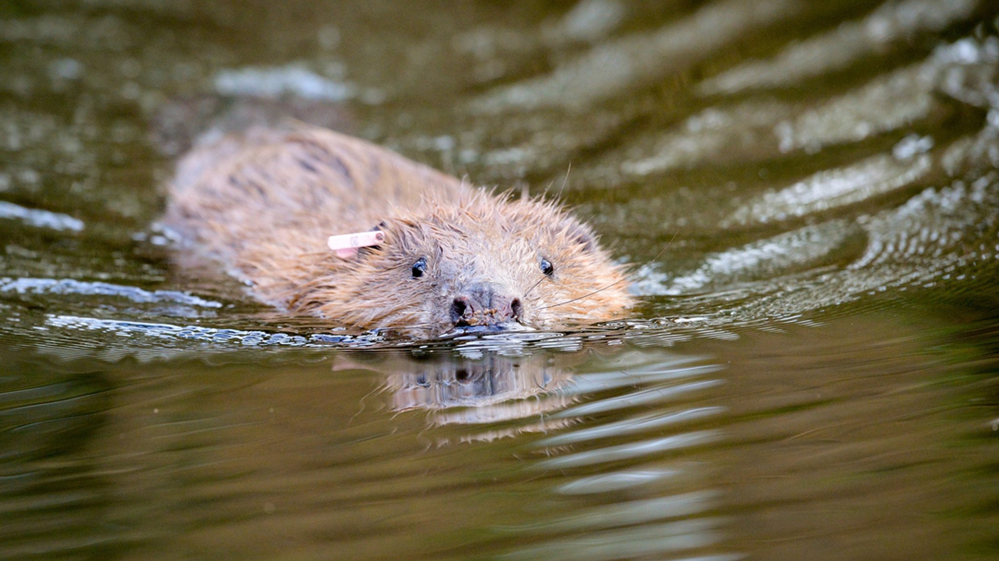 Ein Biber schwimmt in einem Gewässer (Symbolbild)