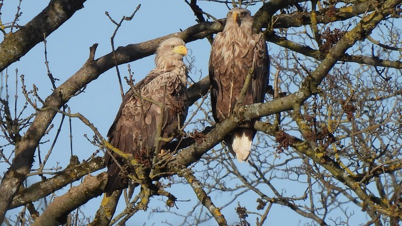 Zwei Seeadler sitzen auf noch unbelaubten Bäumen in einem Auwald im Landkreis Dillingen