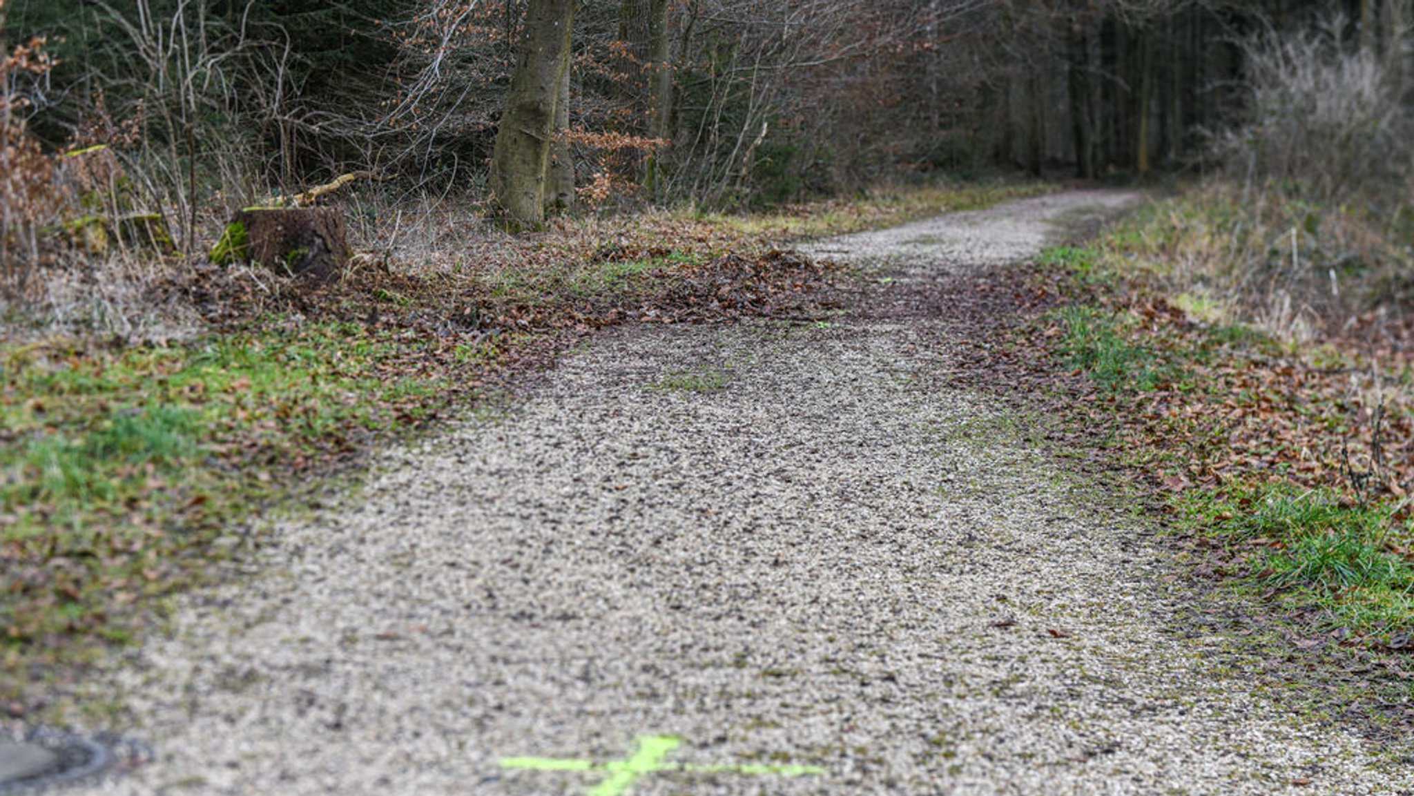 Ein Blick auf eine Stelle in einem Waldstück, an der ein 15-Jähriger seine gleichaltrige Freundin erwürgt haben soll.