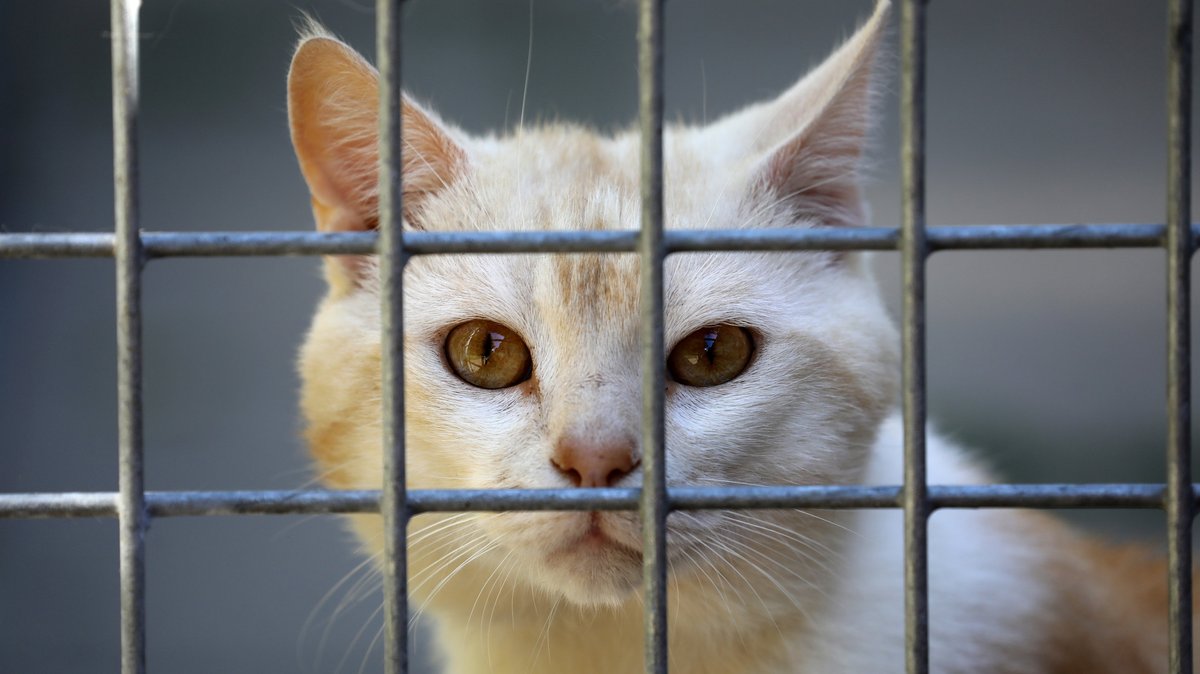 Überfüllung: Tierheime verhängen teilweise Aufnahmestopp
