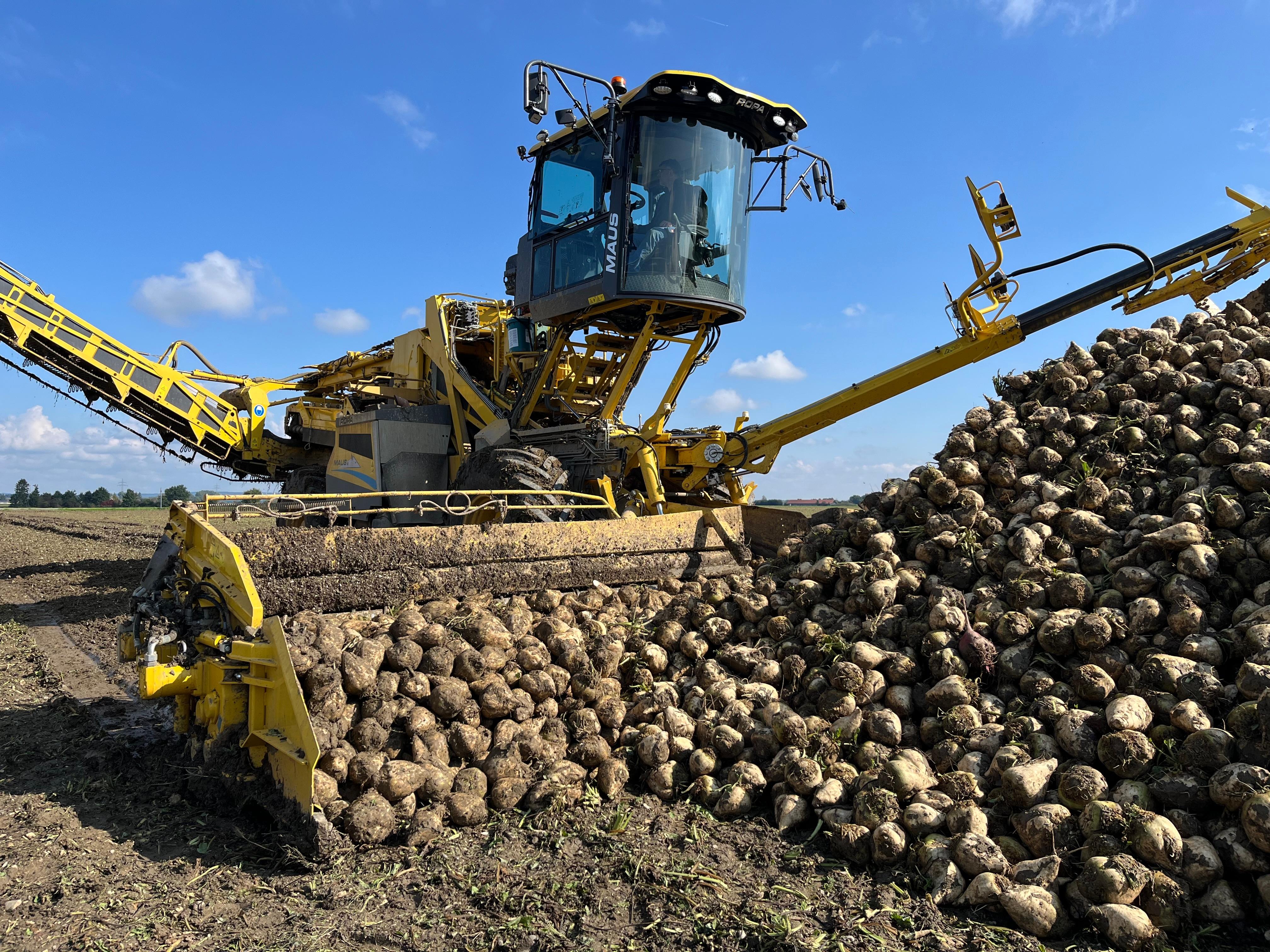 Die Verlade-Maus befördert pro Stunde bis zu 200 Tonnen Rüben in die Lastwagen.