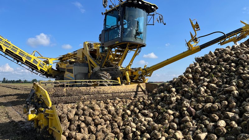 Die Verlade-Maus befördert pro Stunde bis zu 200 Tonnen Rüben in die Lastwagen. | Bild: Tobias Hildebrandt / BR Die Verlade-Maus befördert pro Stunde bis zu 200 Tonnen Rüben in die Lastwagen.