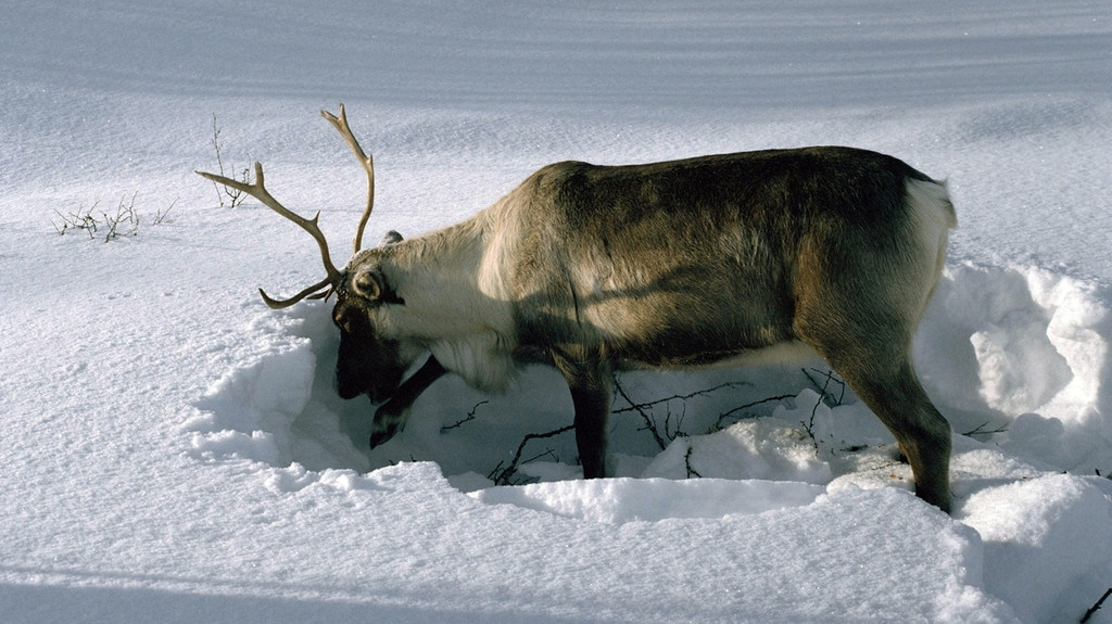 Rentier wühlt im Schnee nach Flechten, der Hauptnahrung der Tiere im Winter.