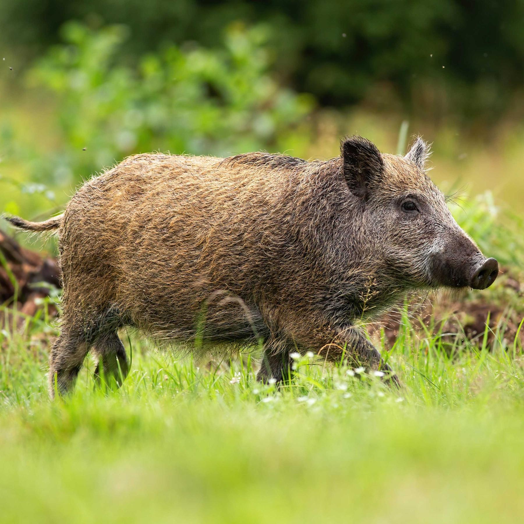 35 Jahre Tschernobyl - Wildschweine immer noch radioaktiv belastet