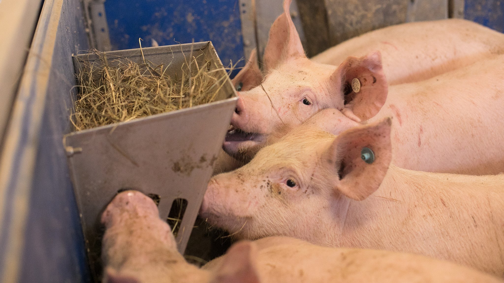 Schweine in einem Stall