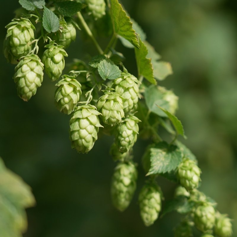 Hopfen – Die Geschichte der aromatischen Dolden - radioWissen | BR Podcast