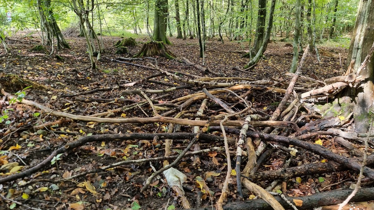 Darf kostenlos mitgenommen werden: Leseholz. Die Kriterien: Zu Boden gefallen, dürr, angefault, Äste kleiner als 10 Zentimeter im Durchmesser.