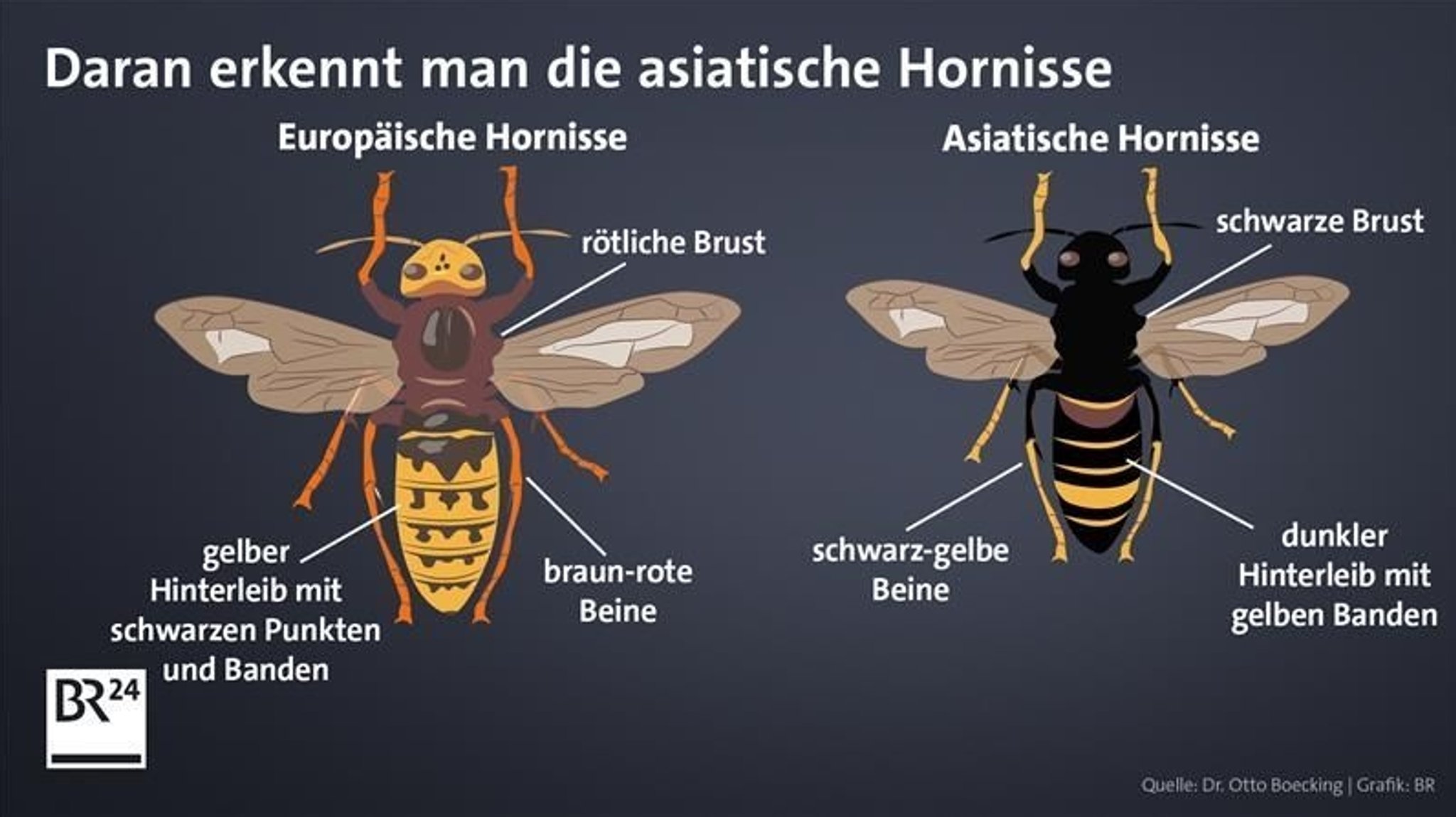 Daran erkennt man die asiatische Hornisse 