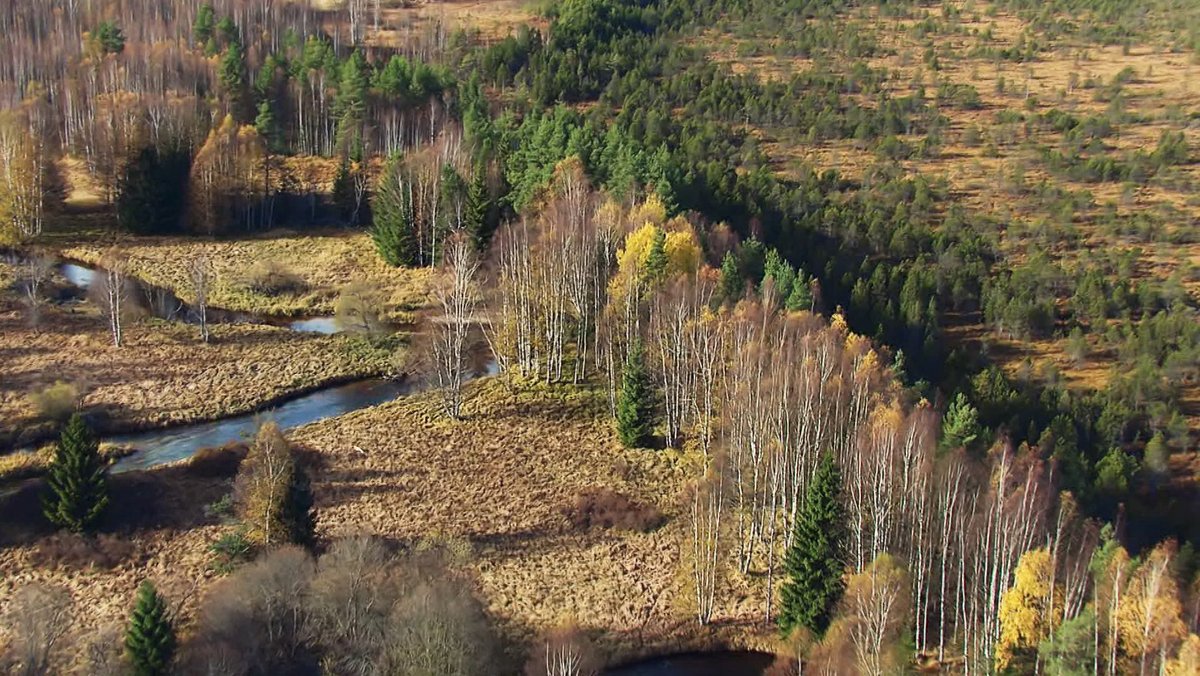 Waldbericht: Nur jeder zehnte Baum in Bayern ist ganz gesund