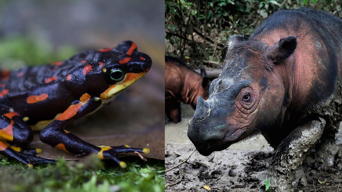Links der Atelopus varius aus der Familie der Kröten, rechts das Sumatra-Nashorn. Beide sind vom Aussterben bedroht.