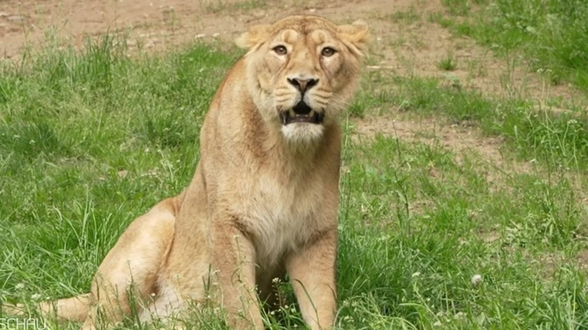 Nürnberger Tiergarten betrauert Tod von vier Löwen-Jungen