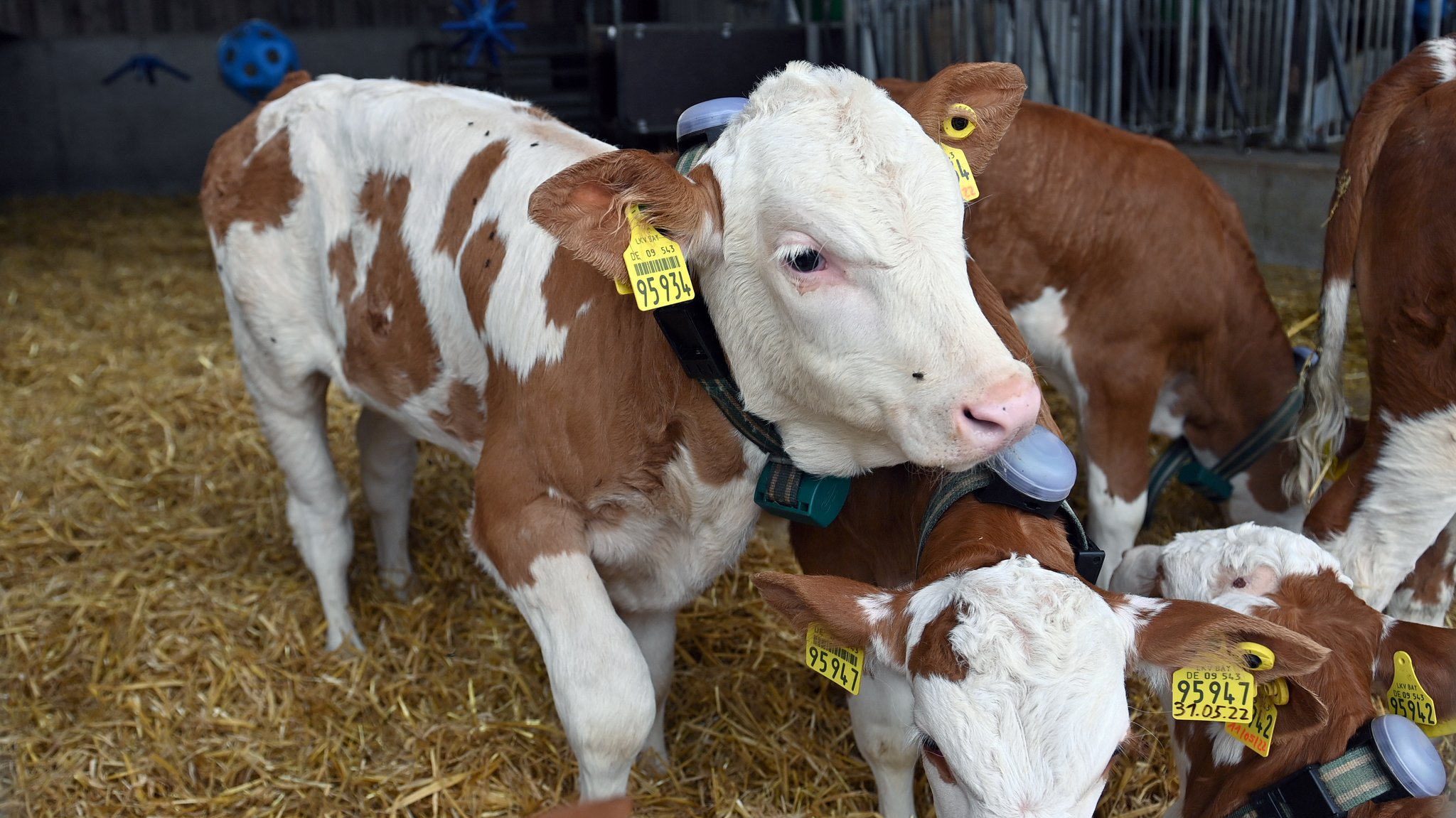 Experten-Kommission: Tierwohl-Abgaben zügig umsetzen