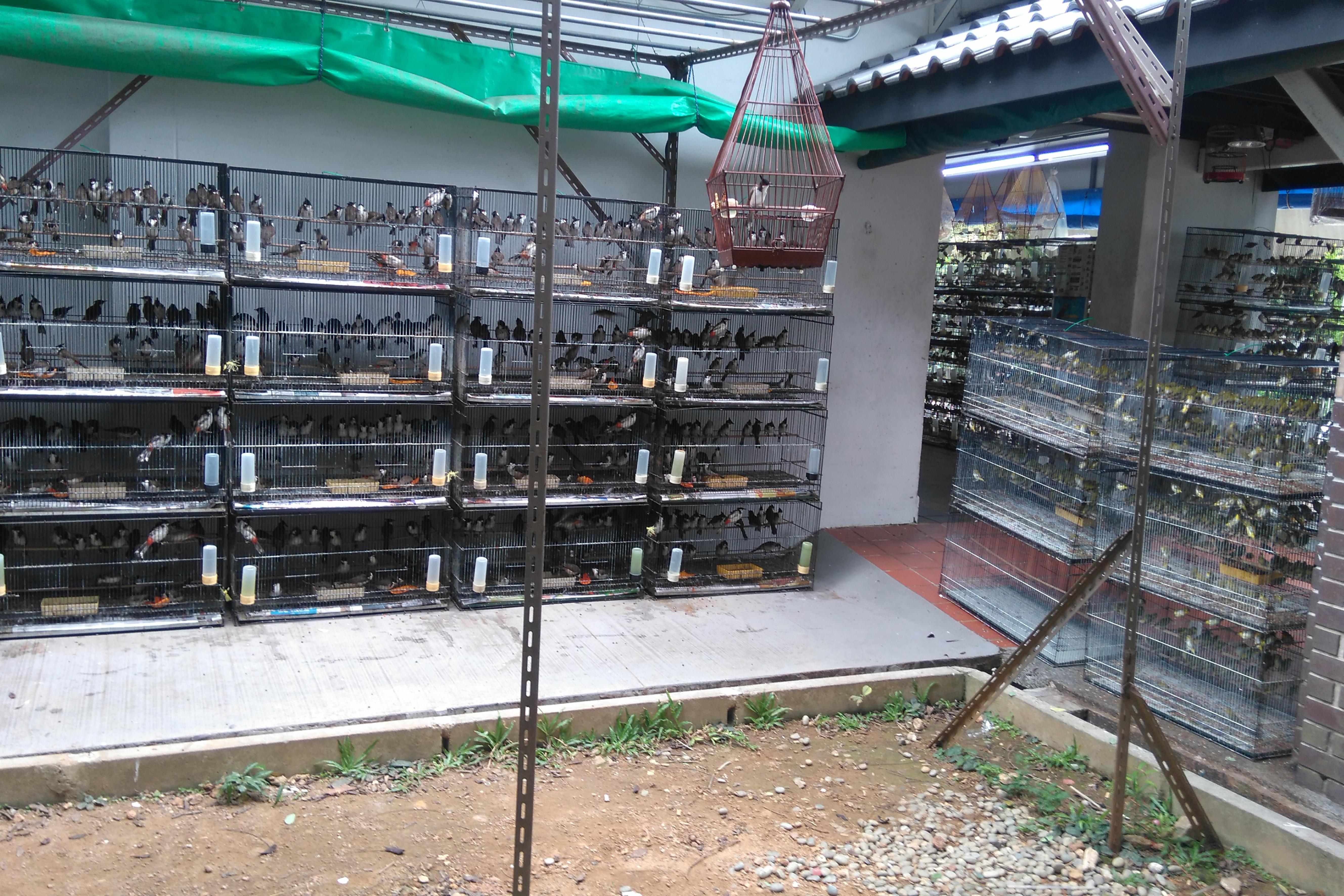 Vogelladen mit illegal gefangenen Ziervoegeln, Singapur (Symbolbild)