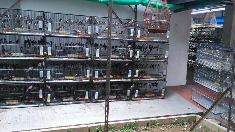 Vogelladen mit illegal gefangenen Ziervoegeln, Singapur (Symbolbild) | Bild: picture alliance / blickwinkel/AGAMI/J. Eaton | AGAMI/J. Eaton Vogelladen mit illegal gefangenen Ziervoegeln, Singapur (Symbolbild)