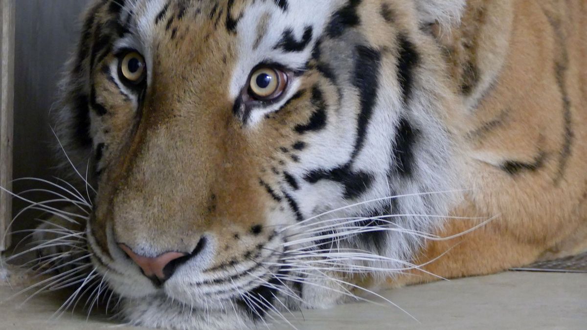 Sibirischer Tiger Zieht In Den Tiergarten Nurnberg Um Br24