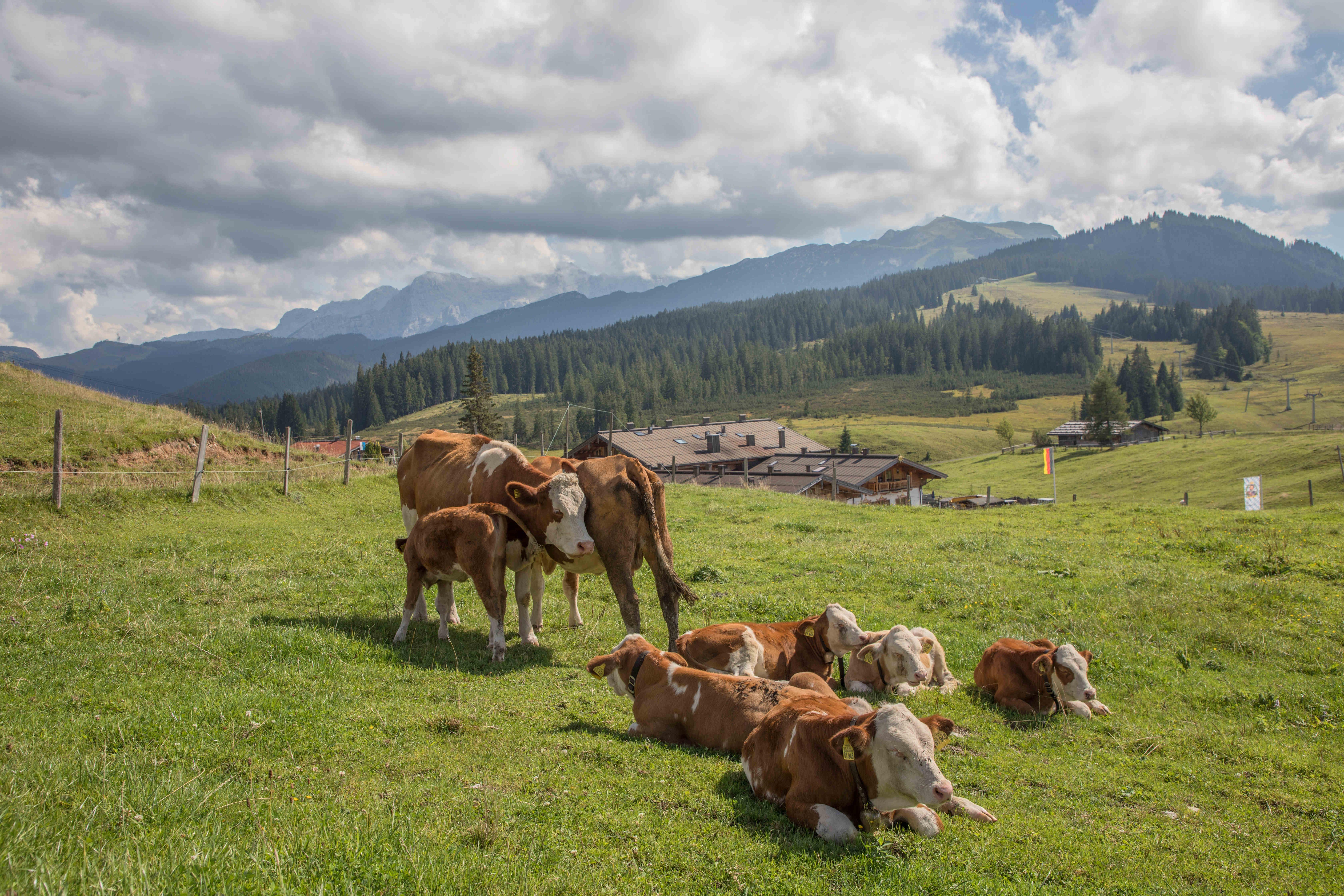 Blick auf die Winklmoosalm mit Kühen auf der Weide im Vordergrund