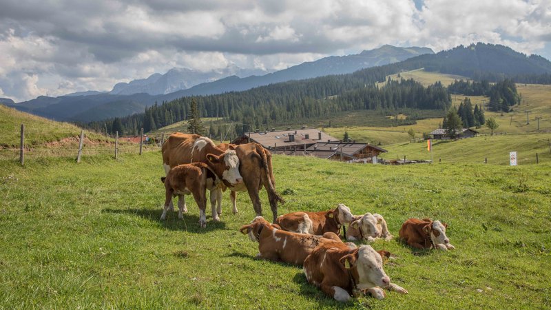 Blick auf die Winklmoosalm mit Kühen auf der Weide im Vordergrund | Bild: pa/dpa/Fotostand/Fritsch Blick auf die Winklmoosalm mit Kühen auf der Weide im Vordergrund
