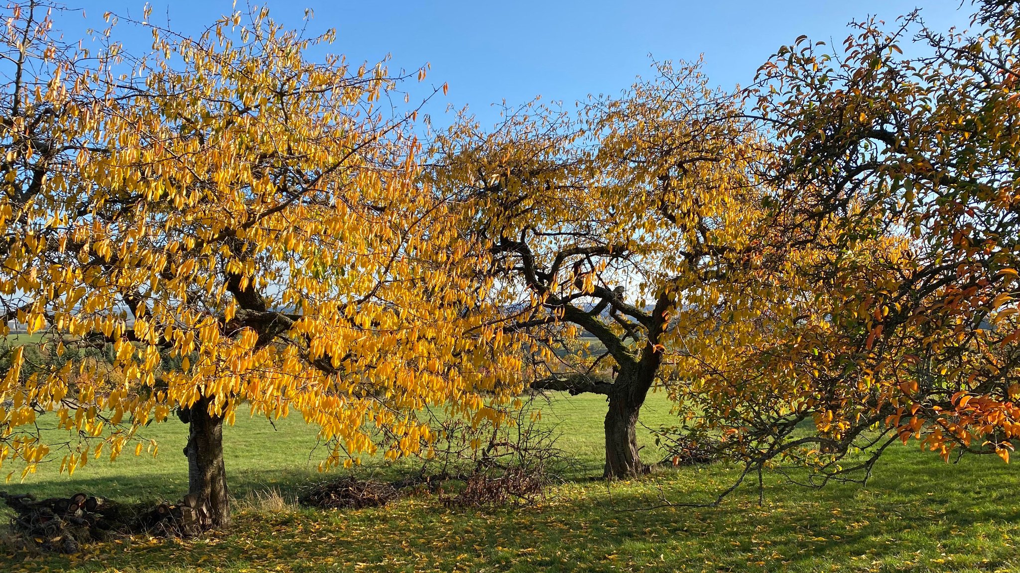 Symbolbild: Streuobstwiese im Herbst