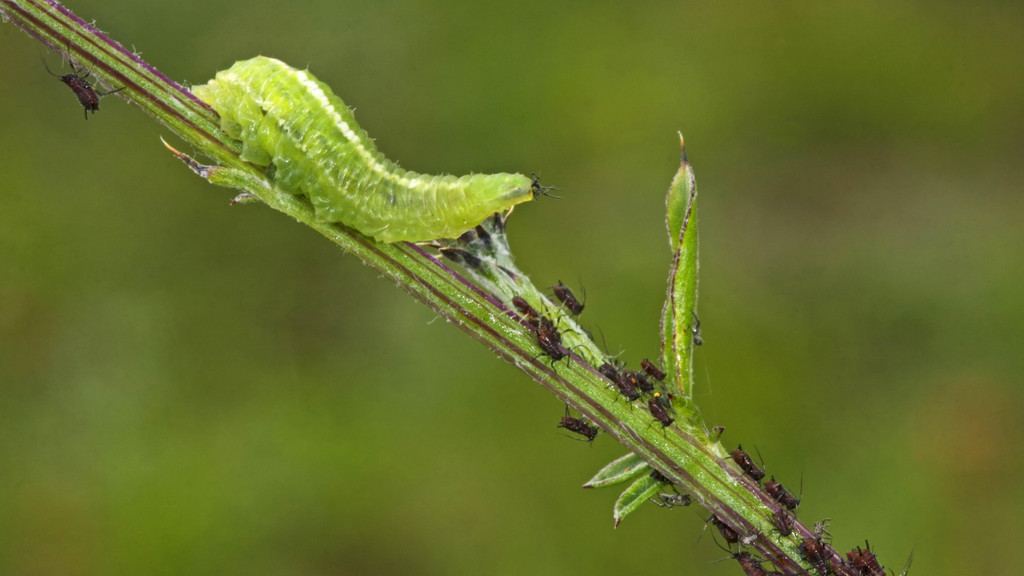Eine grüne Larve der Schwebfliege macht sich über schwarze Blattläuse auf einem Ast her.