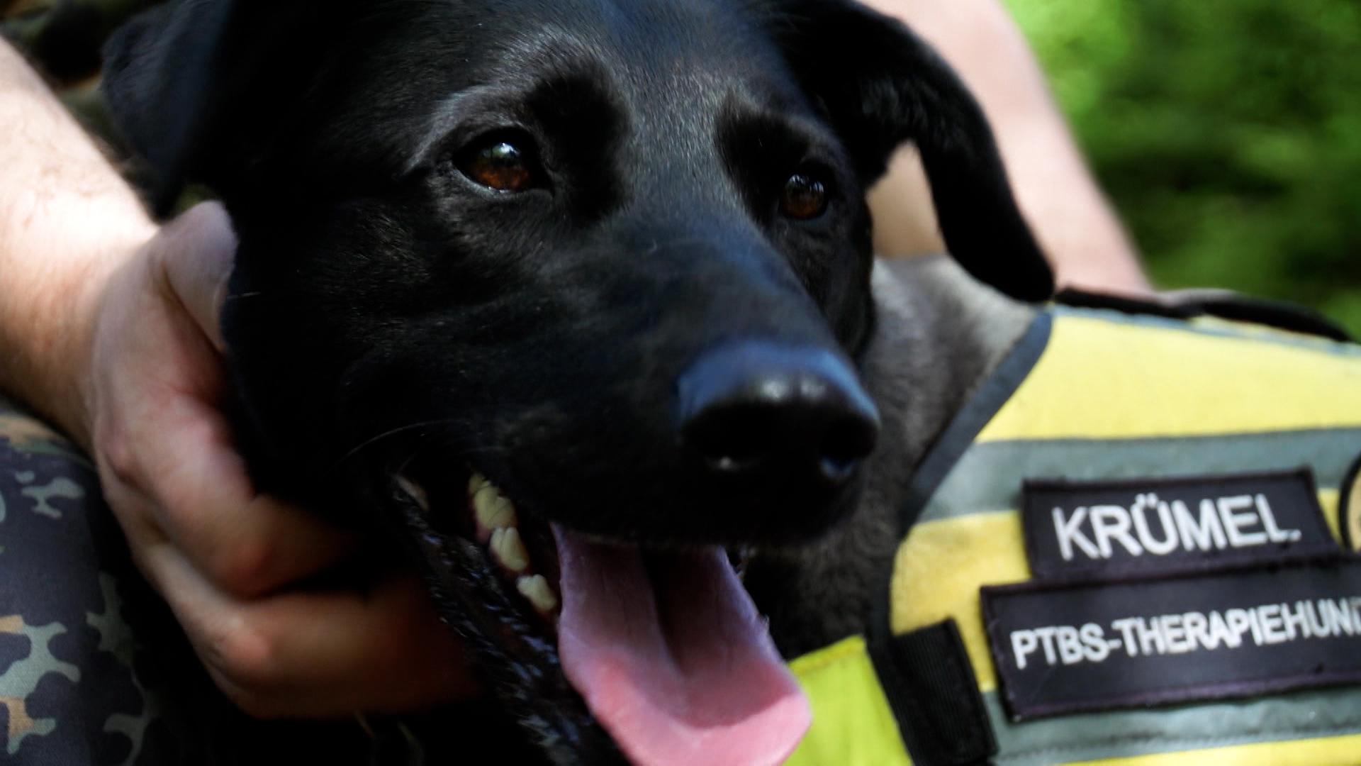 Assistenzhund "Krümel"