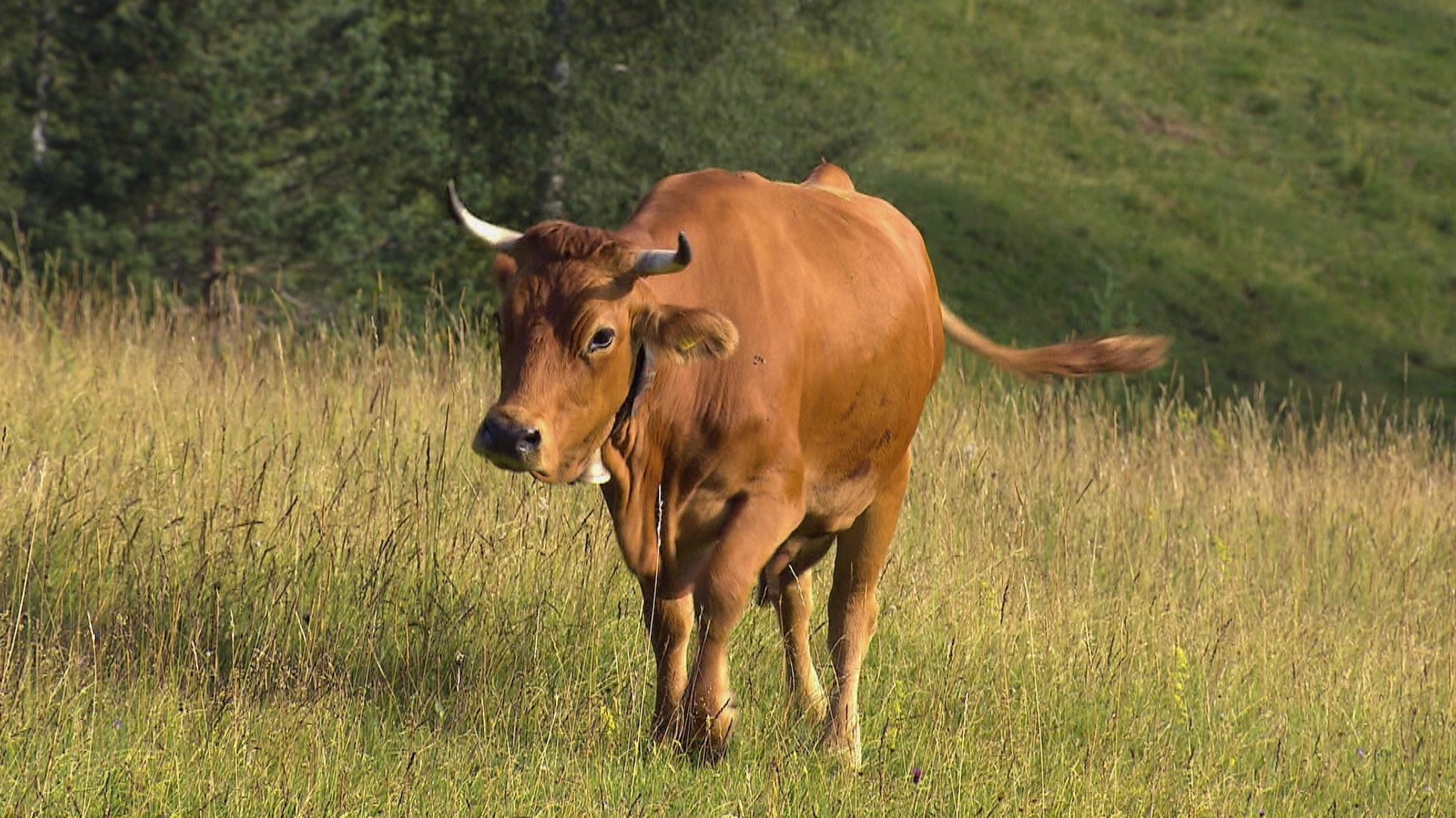 Eine Kuh läuft über die Wiese (Symbolbild)