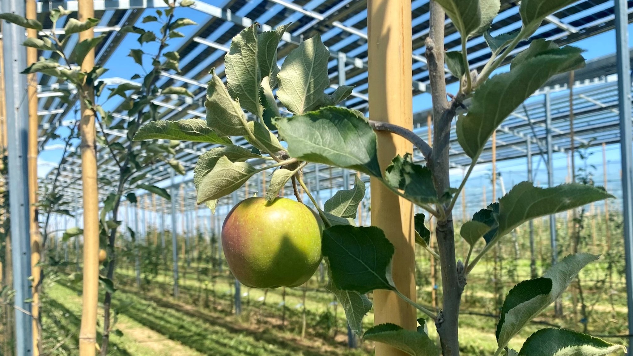 Wie Photovoltaikanlagen Sonnenbrand bei Obst verhindern können