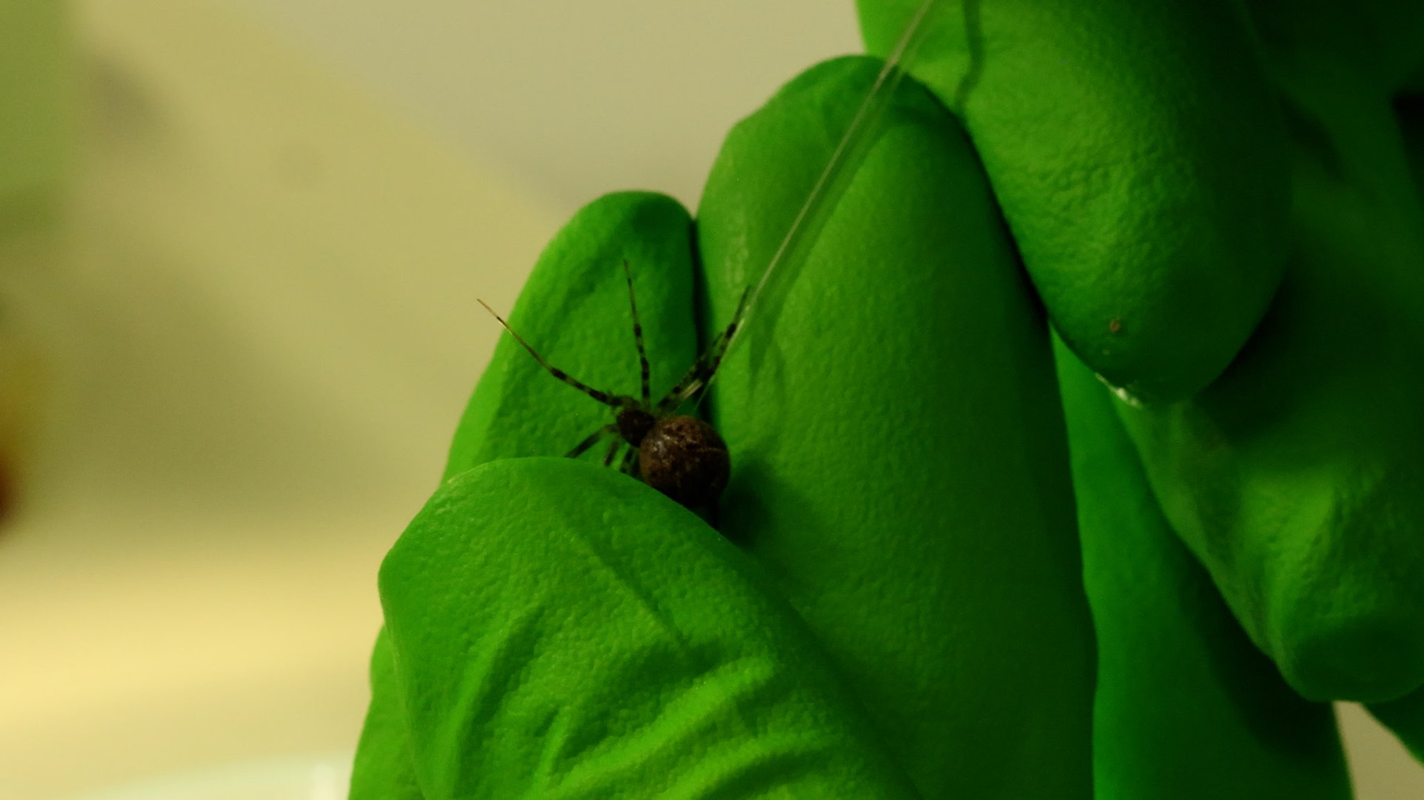 Mit einer Mikrokapillare verändert ein Biowissenschaftler die Erbinformationen einer Spinne. | Bild: BR/Alexander Krauß Mit einer Mikrokapillare verändert ein Biowissenschaftler die Erbinformationen einer Spinne.